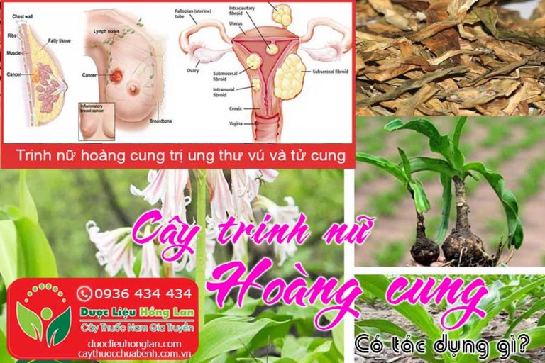 Cây Trinh Nữ Hoàng Cung Có Tác Dụng And Công Dụng Chữa Bệnh Gì Cây Trinh Nữ Hoàng Cung Chữa Bệnh 2635