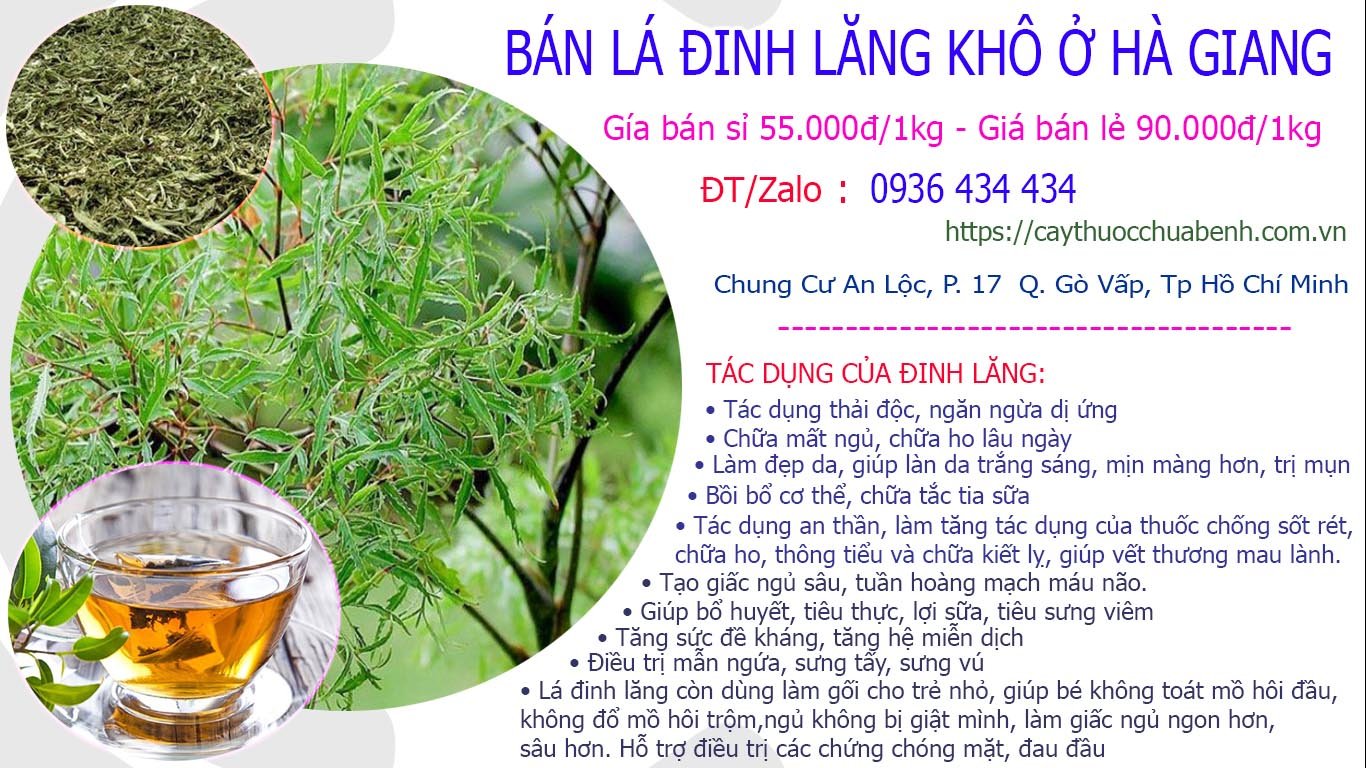 Mua Bán lá đinh lăng khô ở Hà Giang giá từ 55k