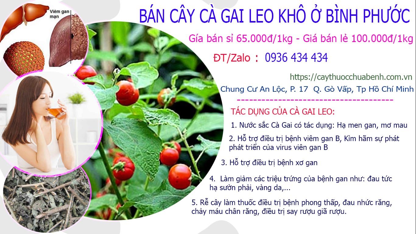 Mua bán Cây Cà Gai Leo khô ở Bình Phước giá từ 65k