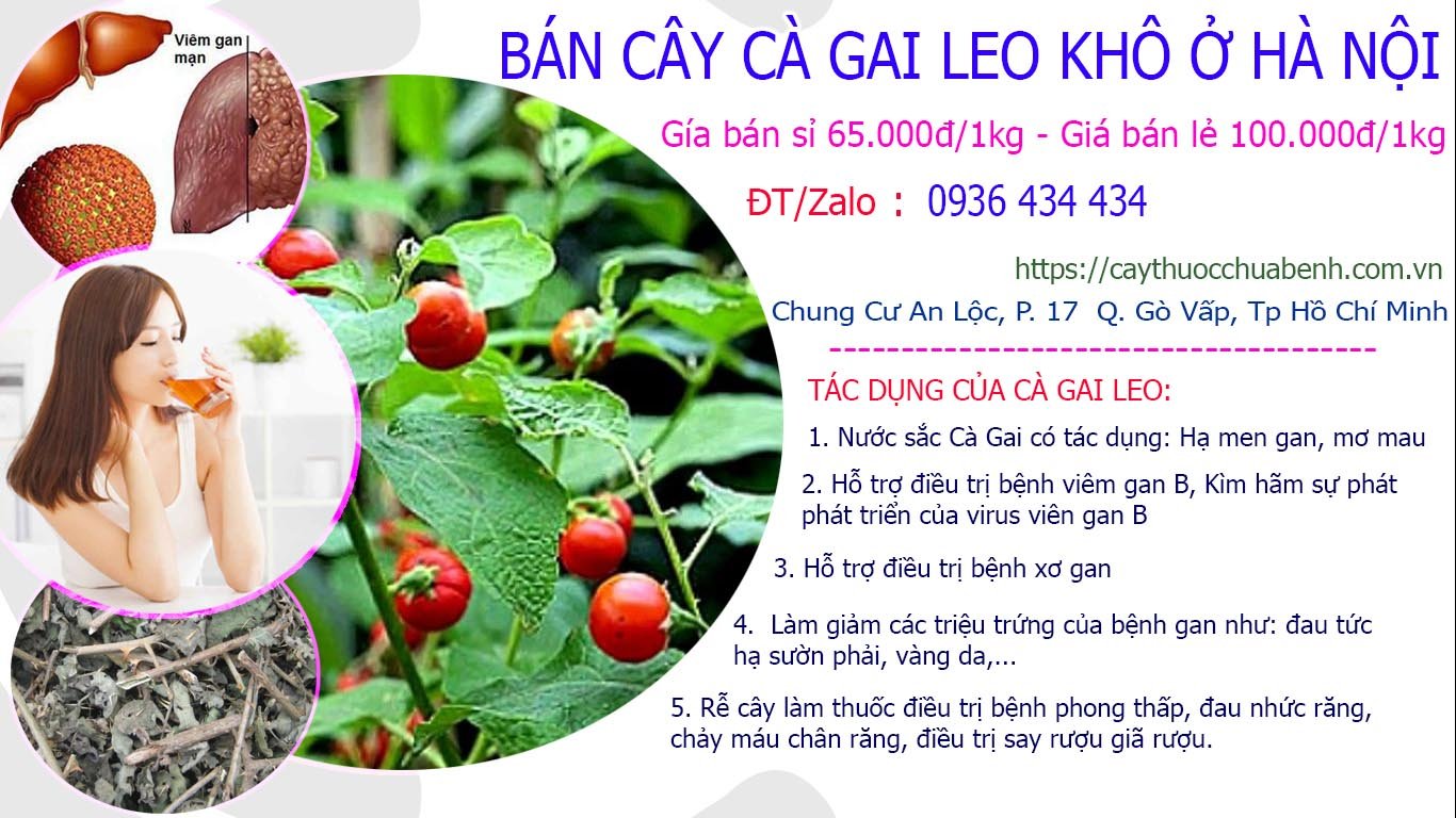 Mua bán Cây Cà Gai Leo khô ở Hà Nội giá từ 65k