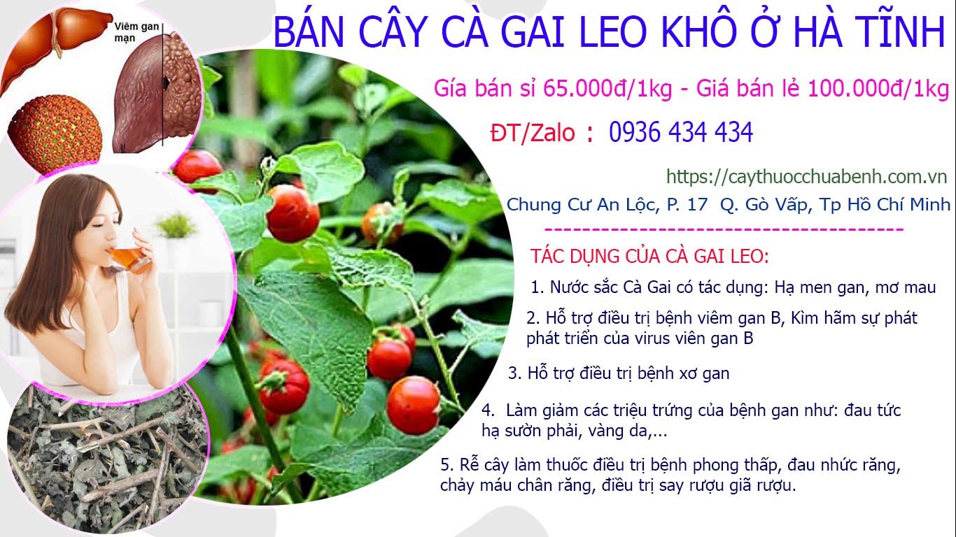 Mua bán Cây Cà Gai Leo khô ở Hà Tĩnh giá từ 65k