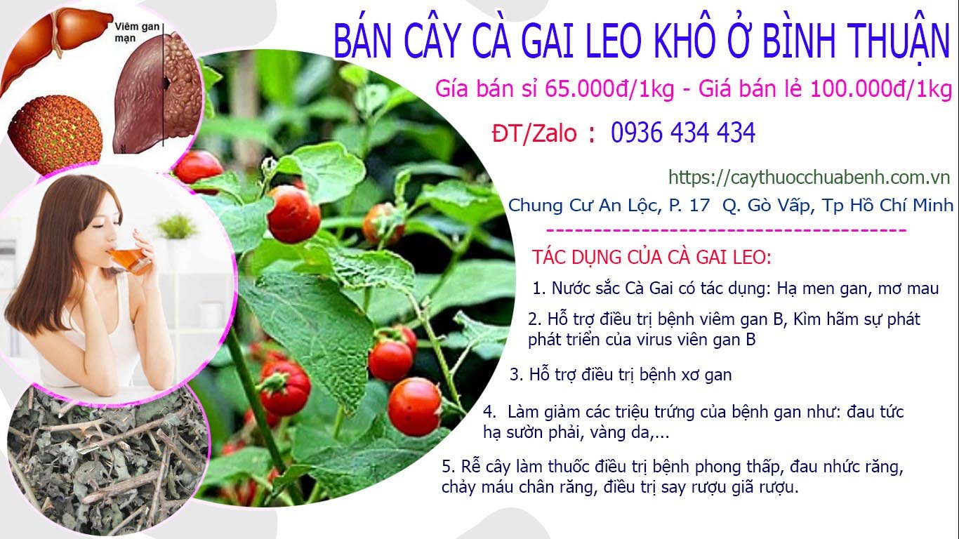 Mua bán Cây Cà Gai Leo khô ở Phan Thiết - Bình Thuận giá từ 65k