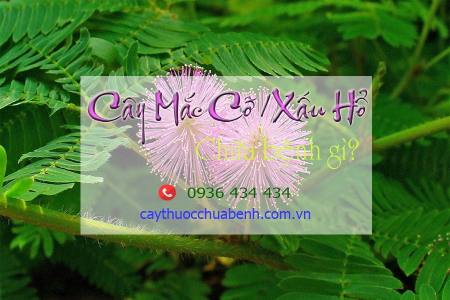 CAY MAC CO CHUA BENH GI