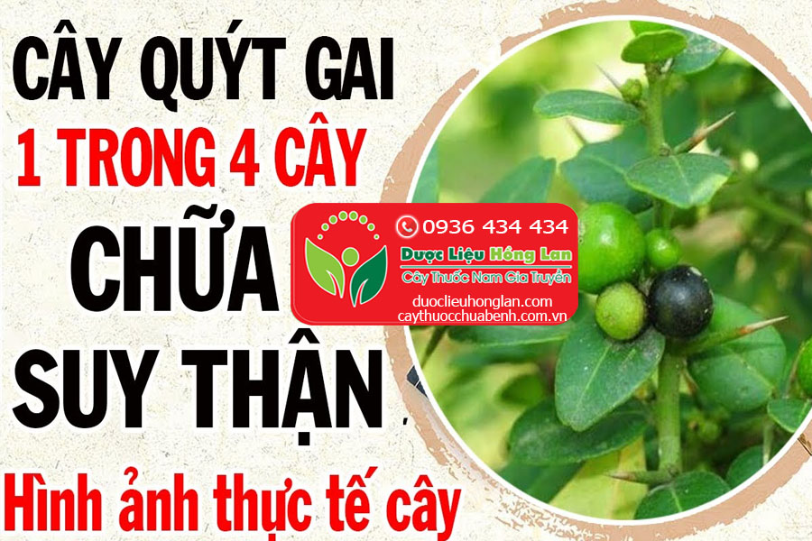 CAY-QUYT-GAI-CHUA-BENH-SUY-THAN-CTY-DUOC-LIEU-HONG-LAN
