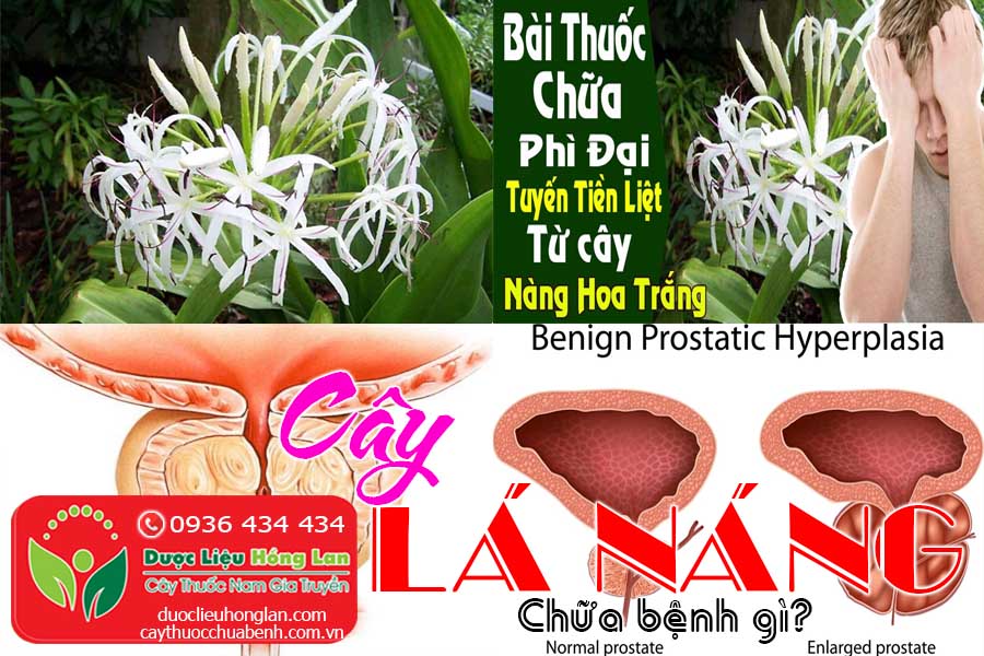 CAY-LA-NANG-HOA-TRANG-CHUA-BENH-GI-CTY-DUOC-LIEU-HONG-LAN
