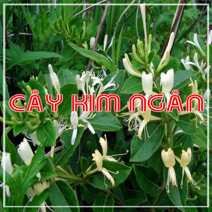 cay-day-kim-ngan-hoa-kho-ctyduoclieuhonglan 01
